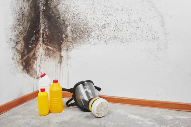 Best Mold Testing  in Woodfin, NC