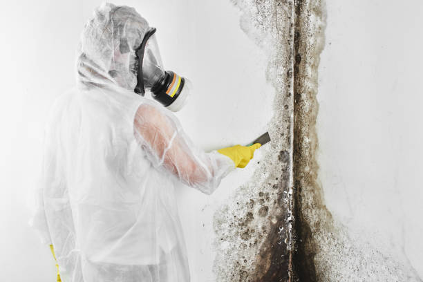 Best Crawl Space Mold Removal  in Woodfin, NC