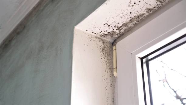 Best Commercial Mold Removal  in Woodfin, NC