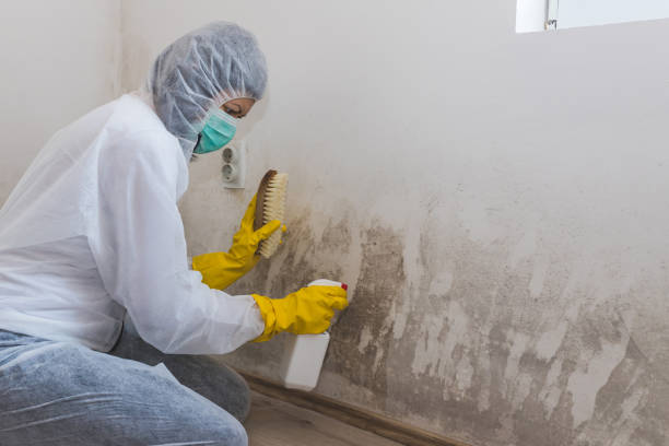 Best Water Damage Restoration  in Woodfin, NC