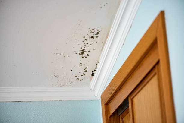 Professional Mold Removal in Woodfin, NC