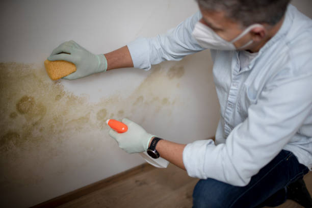 Best Mold Damage Repair  in Woodfin, NC