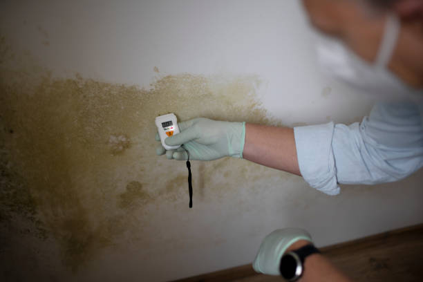 Home Mold Removal in Woodfin, NC
