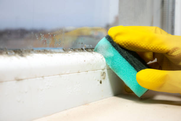 Best Mold Testing  in Woodfin, NC