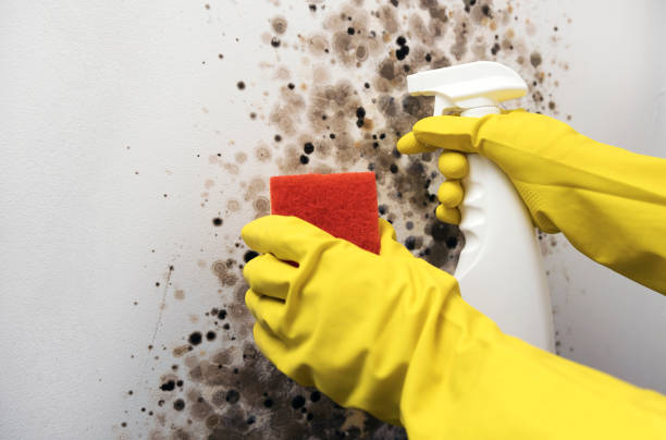 Mold Removal and Inspection in Woodfin, NC