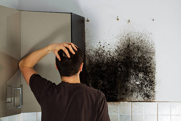 Best Black Mold Removal  in Woodfin, NC